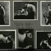 Colobus monkeys, photographs mounted to card, for use in White-Mantled Colobus Group, Akeley Hall of African Mammals