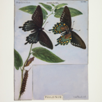 http://lbry-web-002.amnh.org/san/to_upload/titianbutterflies/b1083009_18.jpg