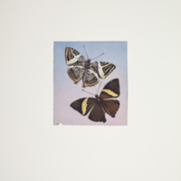 http://lbry-web-002.amnh.org/san/to_upload/titianbutterflies/b1083009_91.jpg