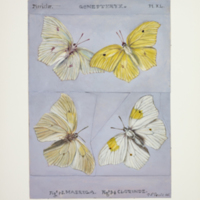 http://lbry-web-002.amnh.org/san/to_upload/titianbutterflies/b1083009_43.jpg