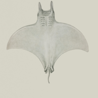 Pygmy devil ray (Mobula eregoodootenkee) from Russell's  Descriptions and figures of two hundred fishes