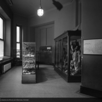 http://images.library.amnh.org/d/t/8x10/0002/00326947_l.jpg