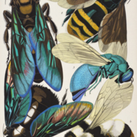 Various winged insects from E. A. Séguy's "Insectes"
