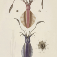 Squids, Sepioteuthe austral and Sepioteuthe de Maurice, from Quoy and Gaimard's Voyage de la corvette l'Astrolabe