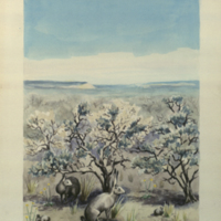 Painting, proposed design for Jack Rabbit Group, Hall of North American Mammals