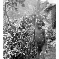 http://lbry-web-002.amnh.org/san/to_upload/Beck-PapuaNewGuinea/NG-5x7-prints/115763.jpg