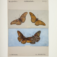 http://lbry-web-002.amnh.org/san/to_upload/titianbutterflies/b1083009_58.jpg