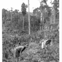 http://lbry-web-002.amnh.org/san/to_upload/Beck-PapuaNewGuinea/NG-5x7-prints/115719.jpg