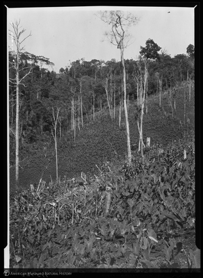 http://lbry-web-002.amnh.org/san/to_upload/Beck-PapuaNewGuinea/NG-5x7-negs/115722.jpg
