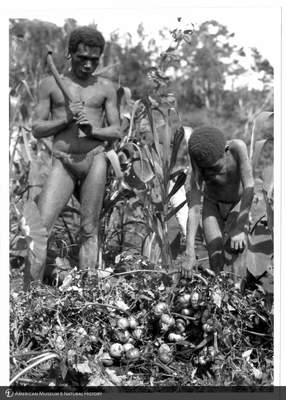 http://lbry-web-002.amnh.org/san/to_upload/Beck-PapuaNewGuinea/NG-5x7-prints/117453.jpg