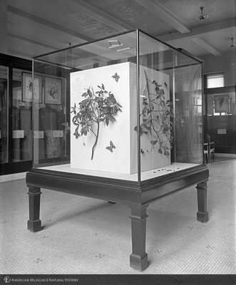 http://images.library.amnh.org/d/t/8x10/0001/00000395_l.jpg