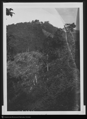 http://lbry-web-002.amnh.org/san/to_upload/Beck-PapuaNewGuinea/NG-5x7-negs/115634.jpg