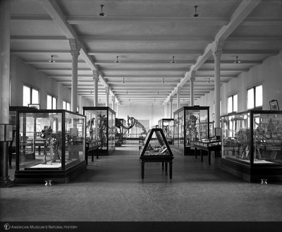 http://images.library.amnh.org/d/t/8x10/0001/00000363_l.jpg