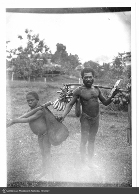 http://lbry-web-002.amnh.org/san/to_upload/Beck-PapuaNewGuinea/NG-5x7-prints/115609.jpg