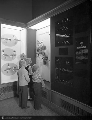 http://images.library.amnh.org/d/t/8x10/0001/00328438_l.jpg