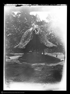 http://lbry-web-002.amnh.org/san/to_upload/Beck-PapuaNewGuinea/W-4x5-negs/273225.jpg