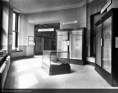 http://images.library.amnh.org/d/t/8x10/0001/00032059_l.jpg