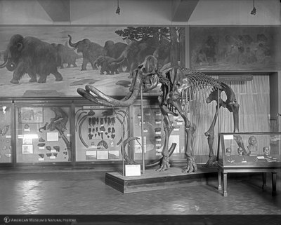 http://images.library.amnh.org/d/t/8x10/0001/00039130_l.jpg