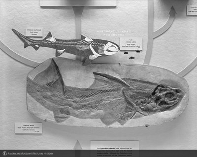 http://images.library.amnh.org/d/t/8x10/0002/00323024_l.jpg