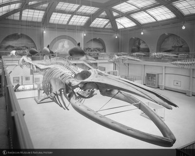 http://images.library.amnh.org/d/t/8x10/0002/00314186_l.jpg
