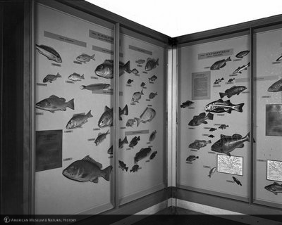 http://images.library.amnh.org/d/t/8x10/0001/00312997_l.jpg
