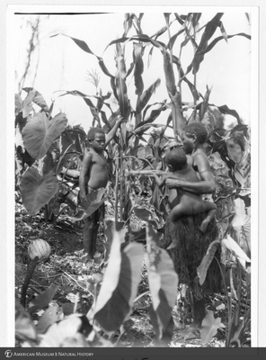 http://lbry-web-002.amnh.org/san/to_upload/Beck-PapuaNewGuinea/NG-5x7-prints/117448.jpg