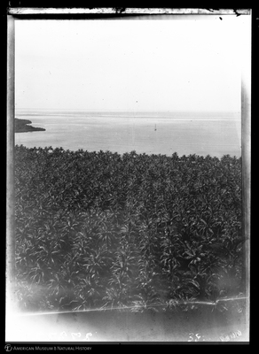 http://lbry-web-002.amnh.org/san/to_upload/Beck-PapuaNewGuinea/W-4x5-negs/273227.jpg