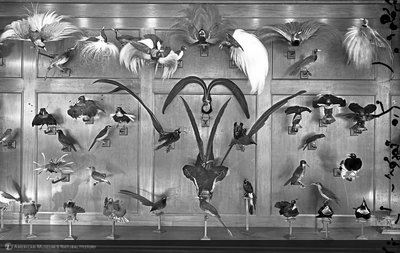 http://images.library.amnh.org/d/t/8x10/0001/00031959_l.jpg