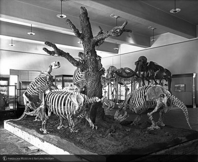 http://images.library.amnh.org/d/t/8x10/0001/00035517_l.jpg