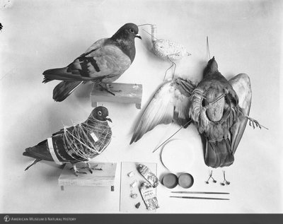 http://images.library.amnh.org/d/t/8x10/0001/00314625_l.jpg