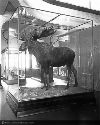 http://images.library.amnh.org/d/t/8x10/0001/00034190_l.jpg